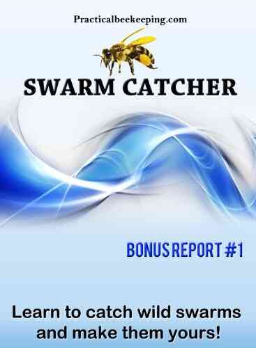 Swarm Catcher Rick Raphael