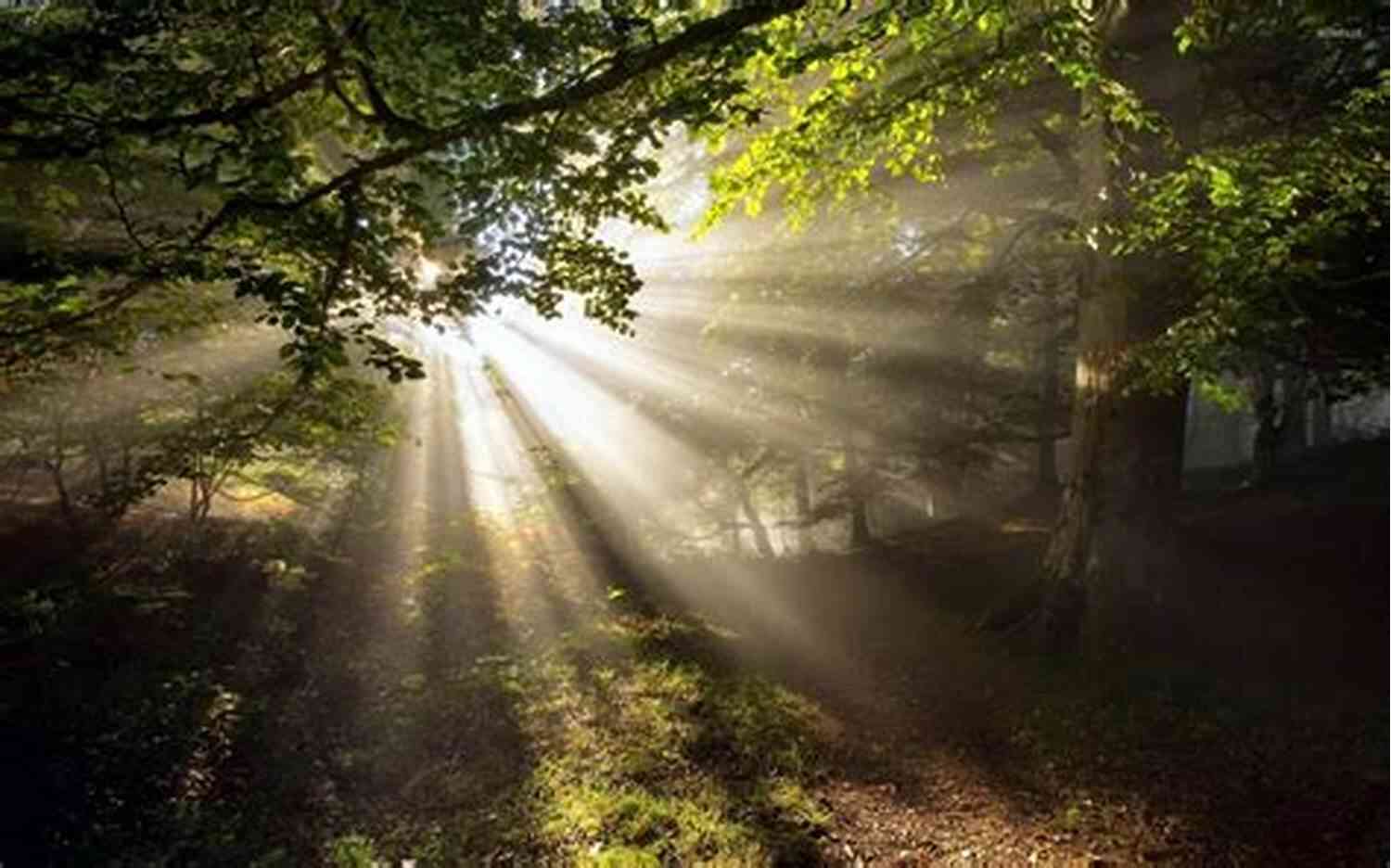 A Calming Forest Scene With Rays Of Sunlight Piercing Through The Trees Poems For A Greener Earth