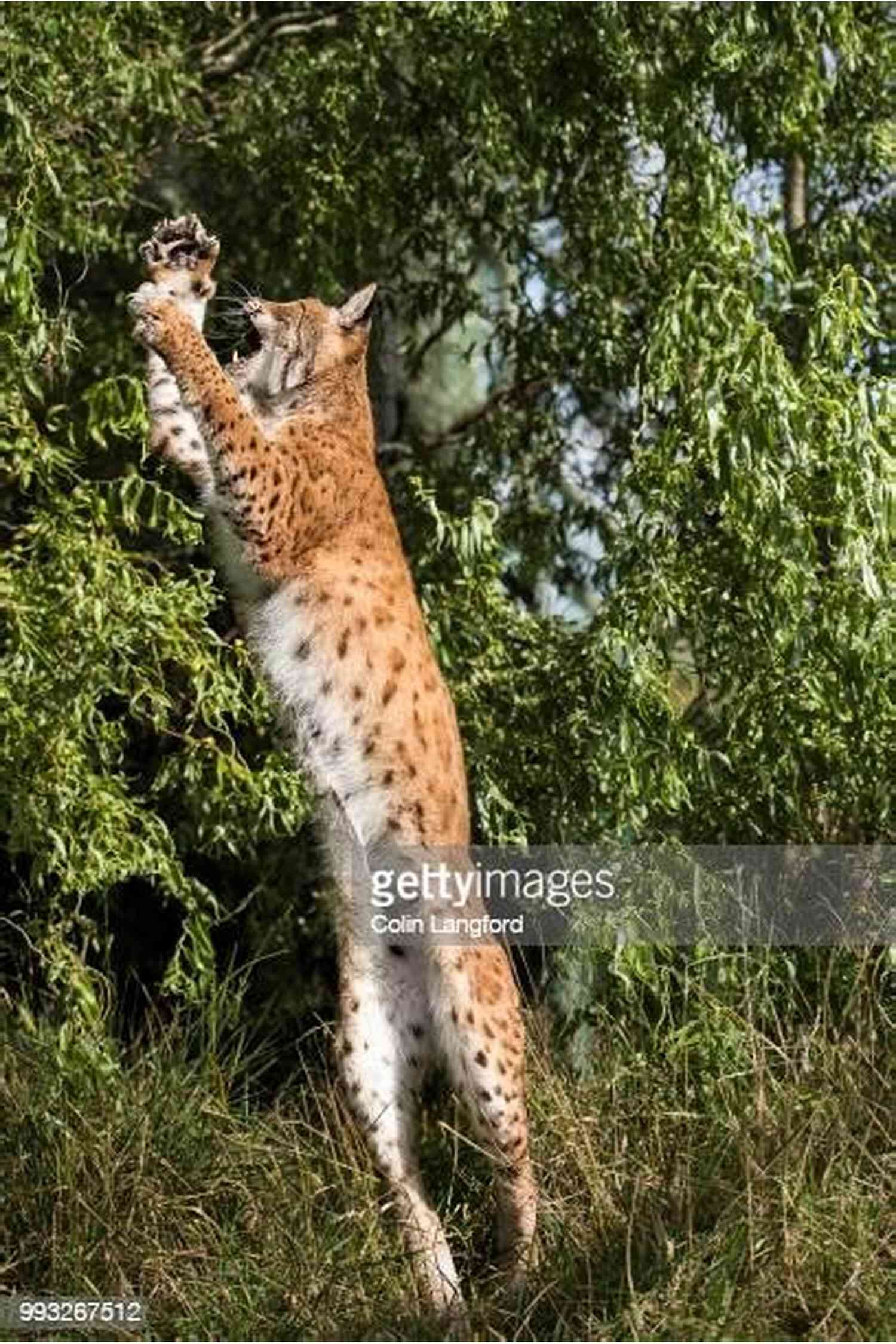 A Majestic Hyper Lynx The Lynx Jumping Gracefully Through A Forest Hyper Lynx (The Lynx 6)