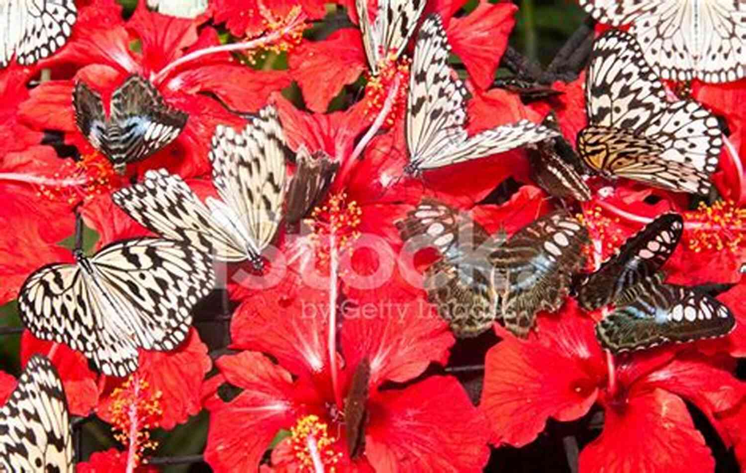 A Stunning Gathering Of Butterflies In Various Colors And Sizes Creating A Vibrant Tapestry In The Forest The Butterflys Ball And The Grasshoppers Feast