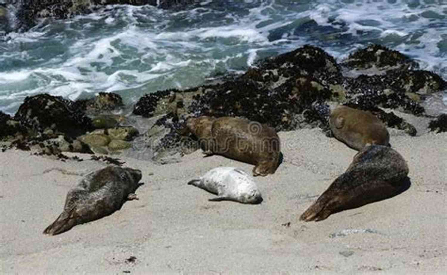 Hot Seal Heartbreaker Seals Relaxing On A Sandy Beach With Palm Trees In The Background Hot SEAL Heartbreaker (SEALs In Paradise)