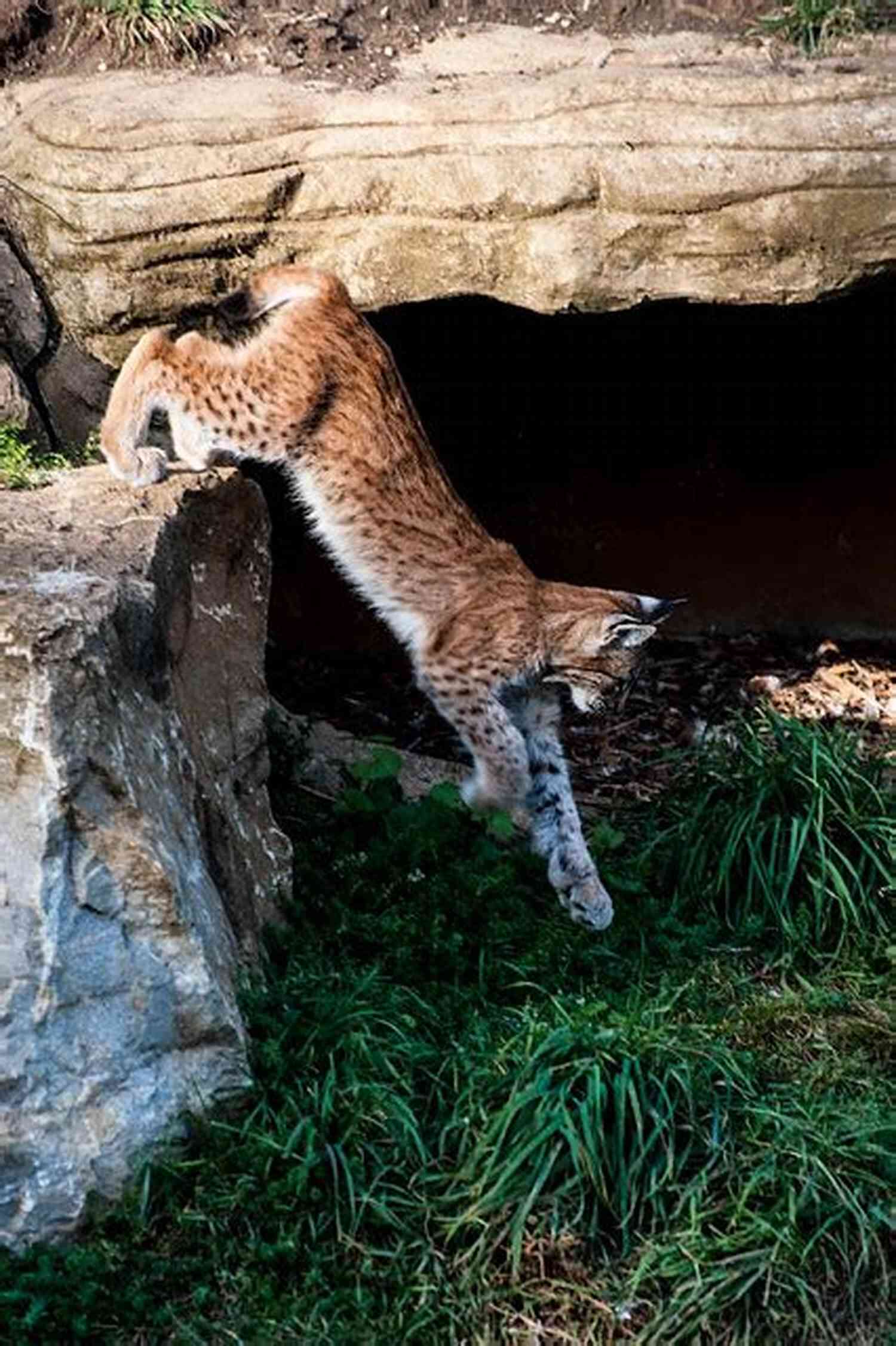 Hyper Lynx The Lynx Jumping From A Tree To Another In A Stunning Display Of Agility Hyper Lynx (The Lynx 6)