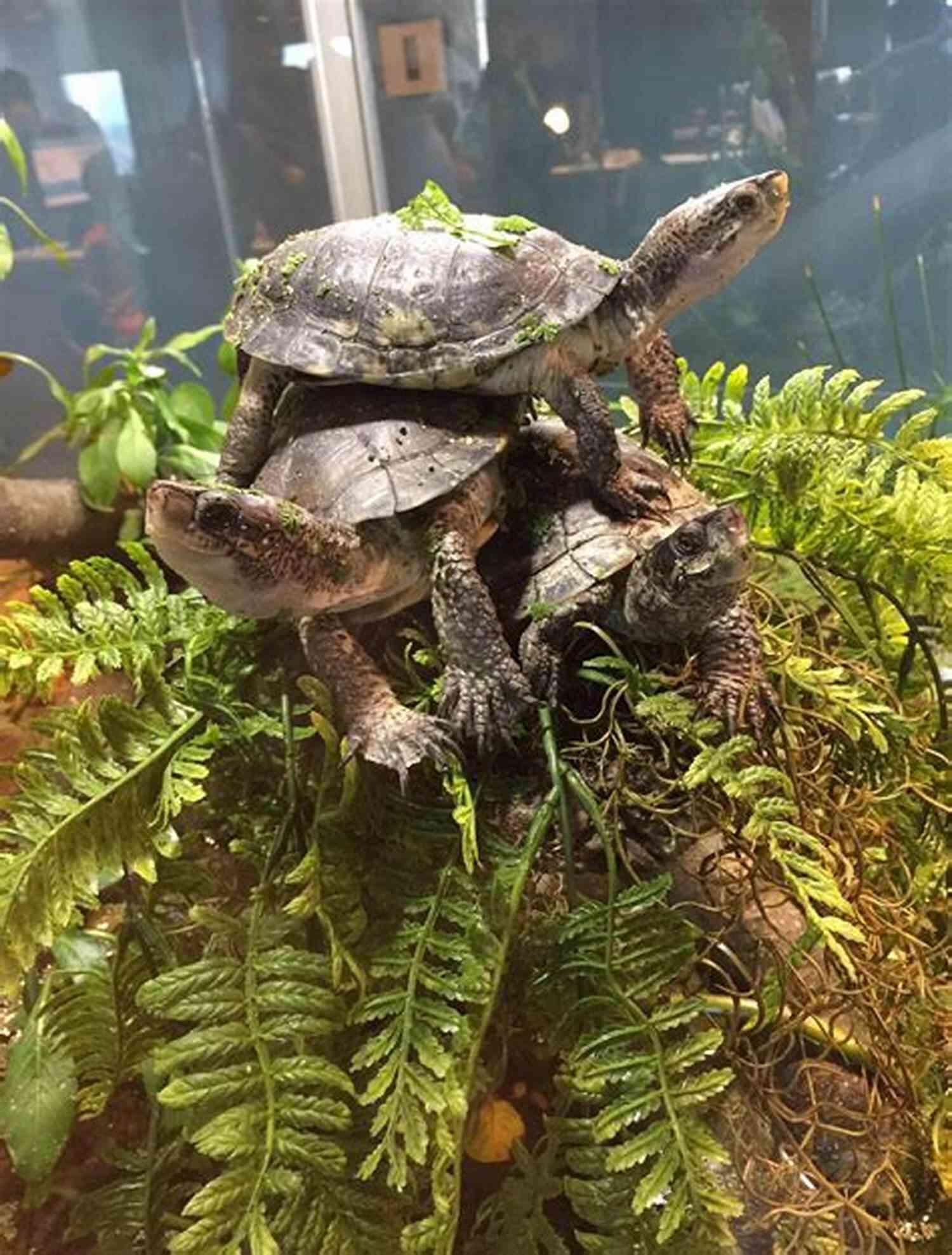 Illustration Of Infinite Turtles Stacked On Top Of Each Other Representing The Concept Of Turtles All The Way Down Turtles All The Way Down