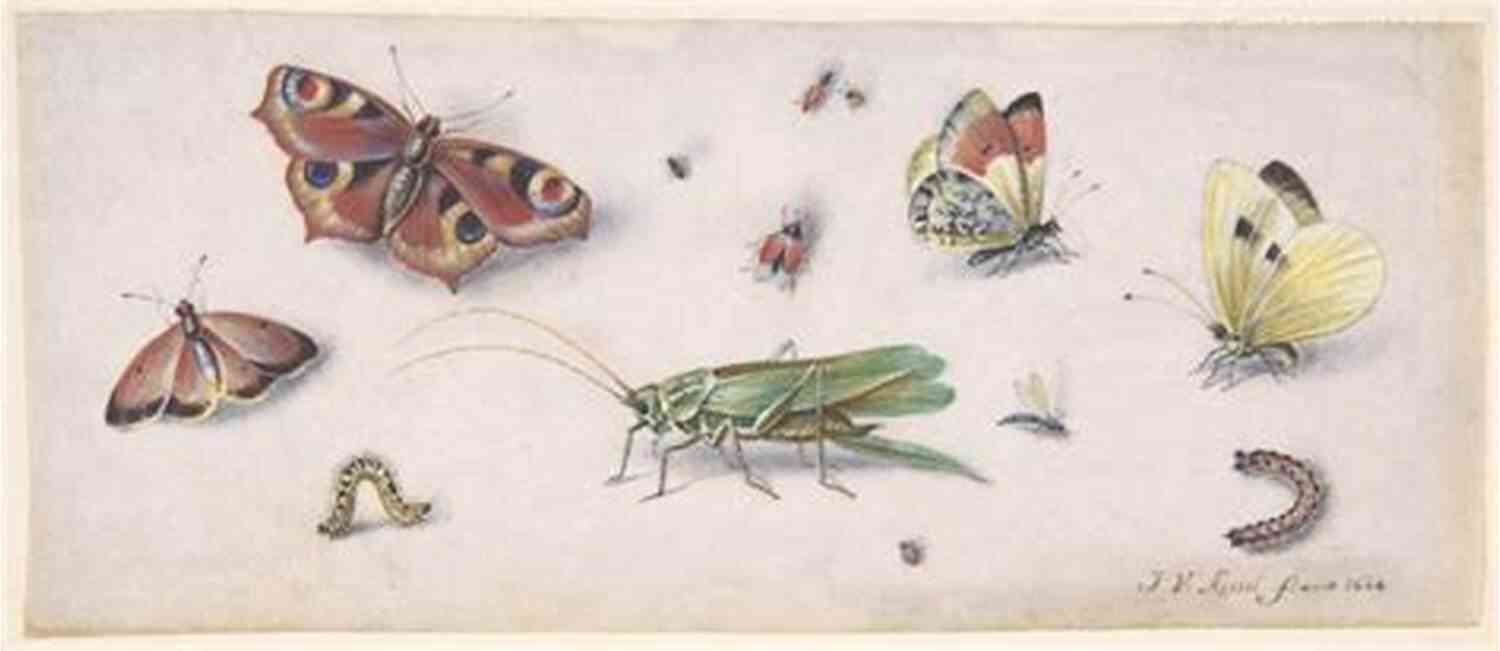 Illustration Of Various Creatures, Including Butterflies And Grasshoppers, Coming Together In Friendship The Butterflys Ball And The Grasshoppers Feast