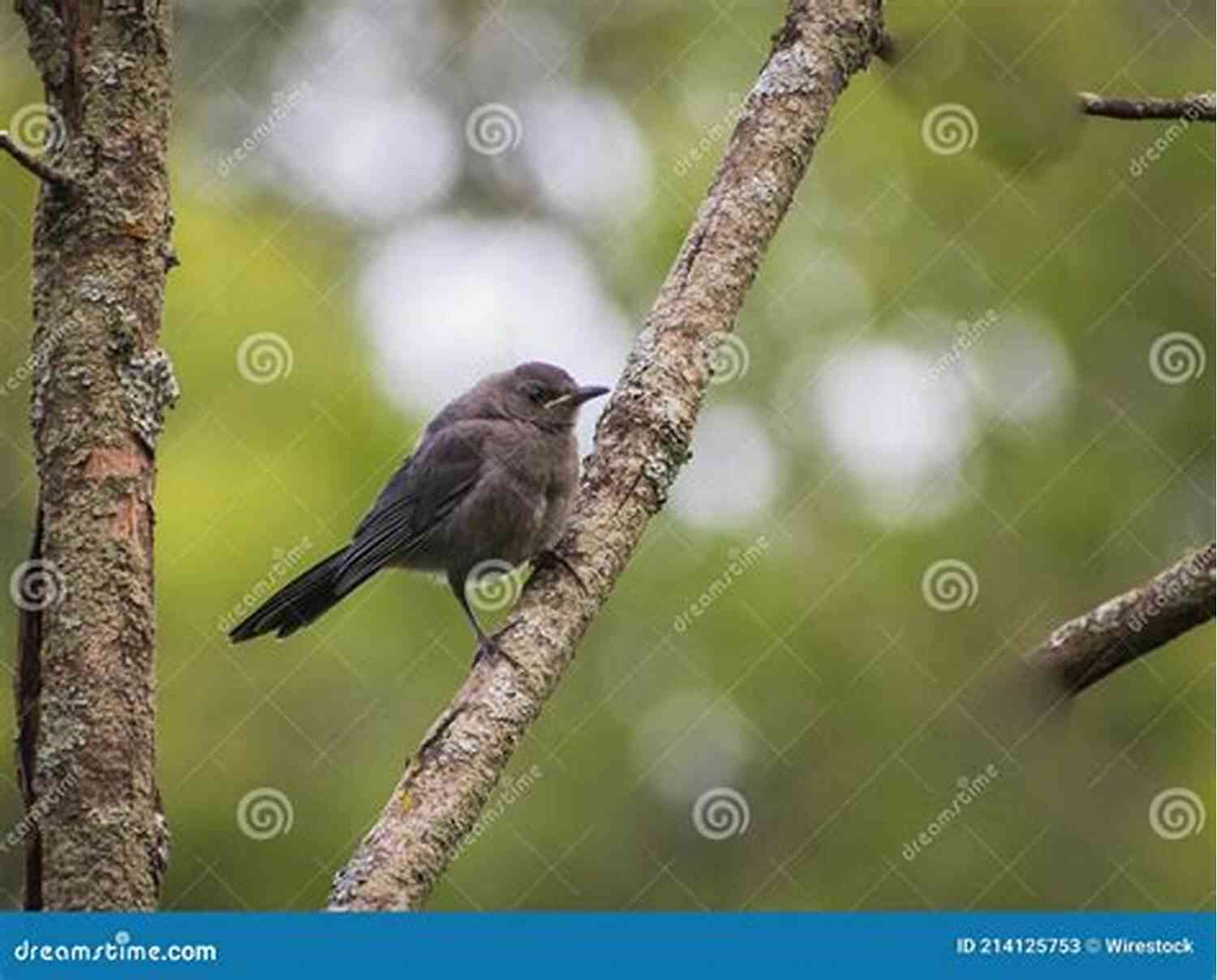Image Of A Nightingale Perched On A Branch The Complete Poetry: Ode On A Grecian Urn + Ode To A Nightingale + Hyperion + Endymion + The Eve Of St Agnes + Isabella + Ode To Psyche + Lamia + Sonnets Of The Most Beloved English Romantic Poets