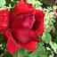 Summer Rose