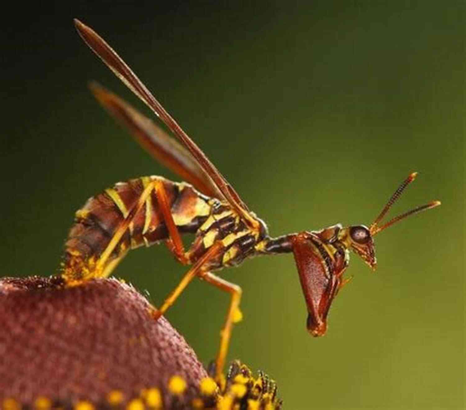 Wasp's Uncommon Enemy Praying Mantis Wasp (Uncommon Enemies 1) Fiona Quinn
