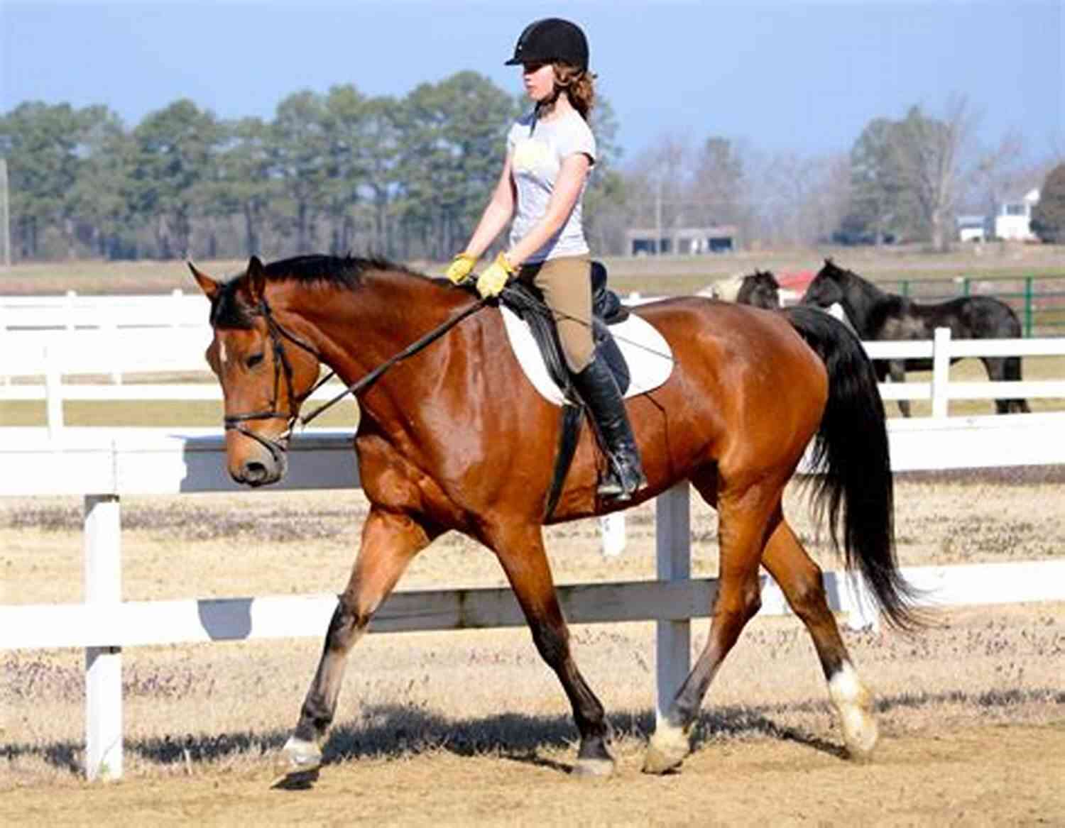 Horse Riding Horse Riding The Four Secret Fundamentals To Ride And Train Your Horse Effectively: The 4 Secret Concepts That Every Horse Rider From Beginner To Olympian Should Know